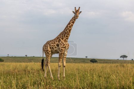 Téléchargez les photos : Girafe dans le parc national de Murchison tombe, Ouganda - en image libre de droit