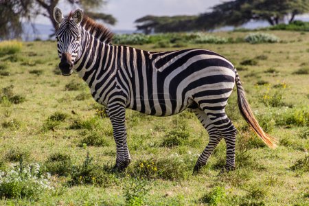 Photo for Burchell's zebra (Equus quagga burchellii) at Crescent Island Game Sanctuary on Naivasha lake, Kenya - Royalty Free Image