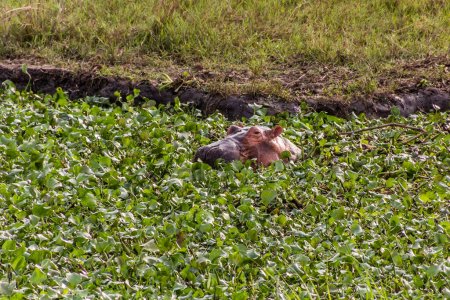 Photo for Hippopotamus in Murchison Falls national park, Uganda - Royalty Free Image