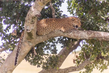 Téléchargez les photos : Léopard sur un arbre dans la réserve nationale du Masai Mara, Kenya - en image libre de droit