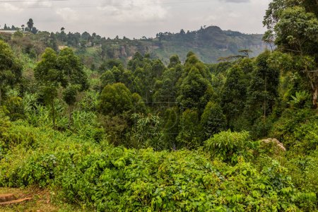 Téléchargez les photos : Paysage rural près du village de Sipi, Ouganda - en image libre de droit