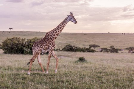 Photo for Giraffe in Masai Mara National Reserve, Kenya - Royalty Free Image
