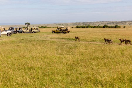 Téléchargez les photos : Véhicules Safari et guépards dans la réserve nationale du Masai Mara, Kenya - en image libre de droit