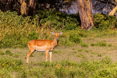 Photo for Impala (Aepyceros melampus) at Crescent Island Game Sanctuary on Naivasha lake, Kenya - Royalty Free Image