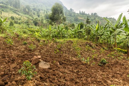 Foto de Plantación de café y plátano cerca del Monte Elgon, Uganda - Imagen libre de derechos