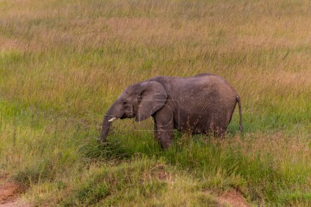 Photo for Elephant in Masai Mara National Reserve, Kenya - Royalty Free Image