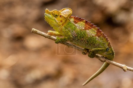 Photo for Chameleon near Sipi falls, Uganda - Royalty Free Image