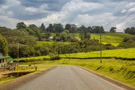 Foto de Camino a través de plantaciones de té cerca de la ciudad de Kericho, Kenia - Imagen libre de derechos