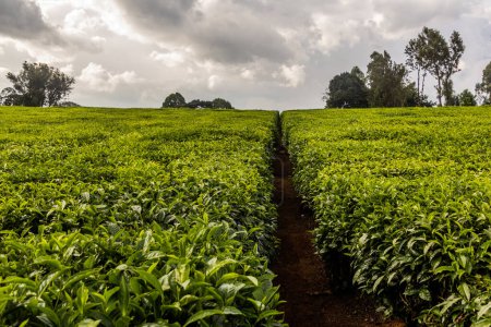 Téléchargez les photos : Plantations de thé près de Kericho, Kenya - en image libre de droit
