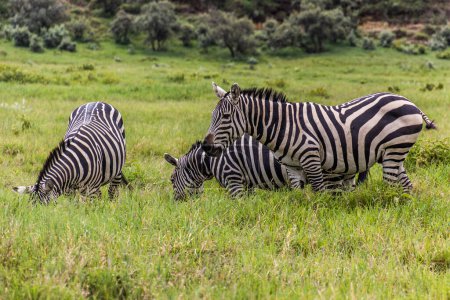 Photo for Zebras in the Hell's Gate National Park, Kenya - Royalty Free Image