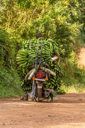 Foto de Moto que lleva racimos de plátanos matoke en la región de los lagos del cráter cerca de Fort Portal, Uganda - Imagen libre de derechos