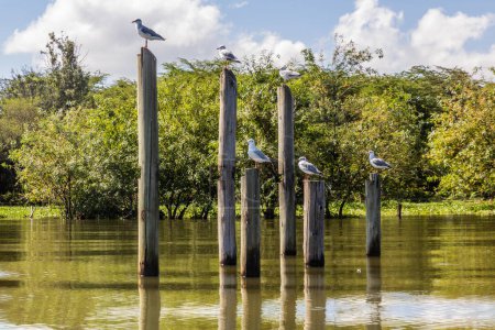 Photo for Grey-hooded Gulls (Chroicocephalus cirrocephalus) on stilts at Naivasha lake, Kenya - Royalty Free Image