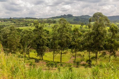 Téléchargez les photos : Paysage rural avec plantations de thé près du village de Rweetera dans la région des lacs de cratère près de Fort Portal, Ouganda - en image libre de droit