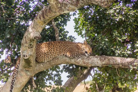 Foto de Leopardo en un árbol en la Reserva Nacional Masai Mara, Kenia - Imagen libre de derechos