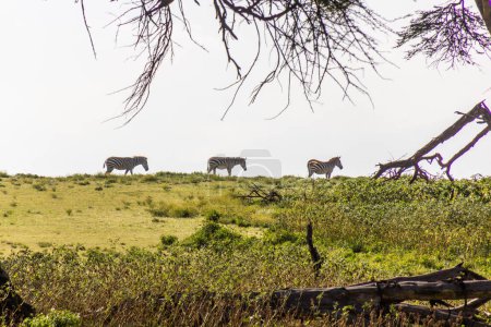 Téléchargez les photos : Zèbres de Burchell (Equus quagga burchellii) au sanctuaire de gibier de Crescent Island sur le lac Naivasha, Kenya - en image libre de droit