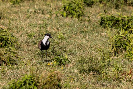 Téléchargez les photos : Vanneau à ailes droites (Vanellus spinosus) près du lac Naivasha, au Kenya - en image libre de droit