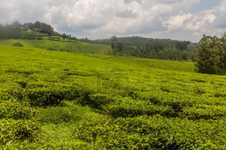 Photo for Tea plantations near Rweetera village in the crater lakes region near Fort Portal, Uganda - Royalty Free Image