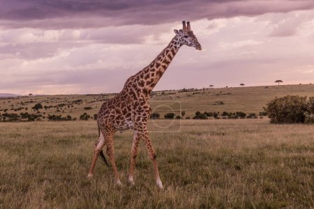 Téléchargez les photos : Girafe au Masai Mara National Reserve, Kenya - en image libre de droit