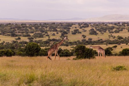 Foto de Jirafas en la Reserva Nacional Masai Mara, Kenia - Imagen libre de derechos