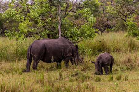 Photo for Southern white rhinoceros (Ceratotherium simum simum) in Ziwa Rhino Sanctuary, Uganda - Royalty Free Image
