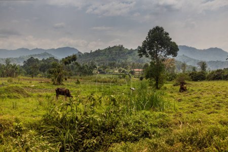 Téléchargez les photos : Paysage rural près de Budadiri, Ouganda - en image libre de droit