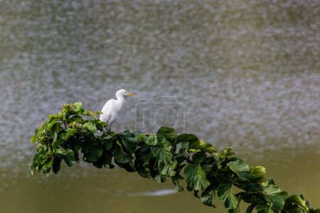 Photo for Cattle Egret (Bubulcus ibis)  in the crater lakes region near Fort Portal, Uganda - Royalty Free Image