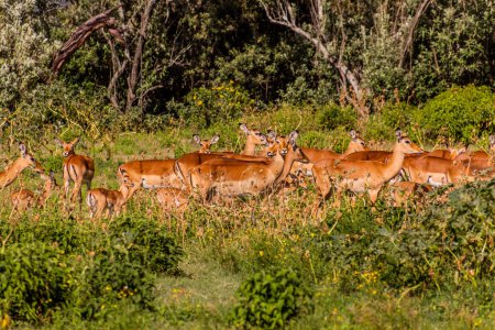 Photo for Impalas (Aepyceros melampus) at Crescent Island Game Sanctuary on Naivasha lake, Kenya - Royalty Free Image