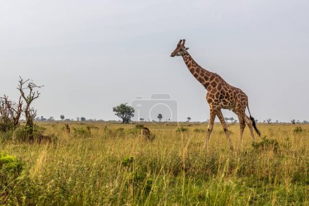 Foto de Jirafa en Murchison cae Parque Nacional, Uganda - Imagen libre de derechos