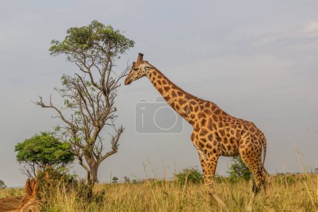 Téléchargez les photos : Girafes dans le parc national de Murchison Falls, Ouganda - en image libre de droit