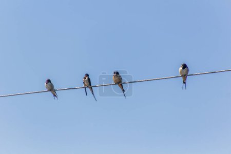 Photo for Barn Swallows (Hirundo rustica) on wires near Naivasha lake, Kenya - Royalty Free Image