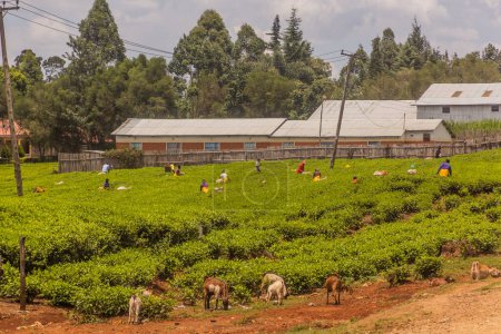 Foto de KERICHO, KENIA - 21 DE FEBRERO DE 2020: Cosecha de té cerca de la ciudad de Kericho, Kenia - Imagen libre de derechos