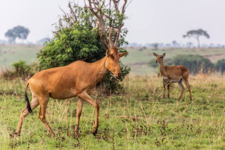 Foto de Lelwel Hartebeest (Alcelaphus buselaphus lelwel) en el parque nacional Murchison Falls, Uganda - Imagen libre de derechos