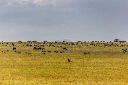 Téléchargez les photos : Divers herbivores dans la réserve nationale du Masai Mara, Kenya - en image libre de droit