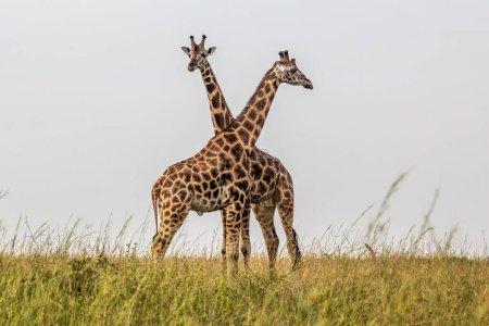 Photo for Giraffes in Murchison Falls national park, Uganda - Royalty Free Image