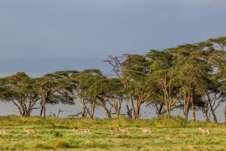 Téléchargez les photos : Gazelle Thomson (Eudorcas thomsonii) au sanctuaire de gibier de Crescent Island sur le lac Naivasha, Keny - en image libre de droit