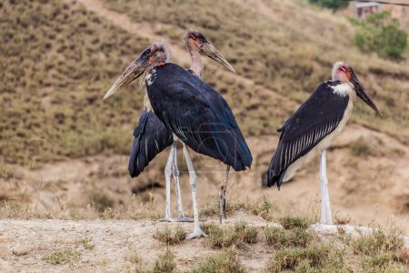 Photo for Marabou storks (Leptoptilos crumenifer) near Kazinga Channel, Uganda - Royalty Free Image
