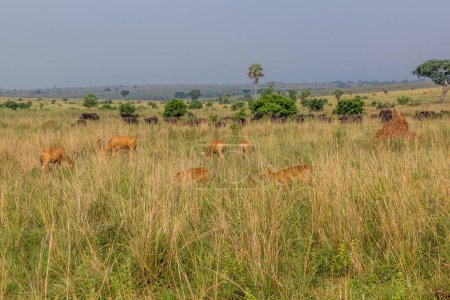 Photo for Lelwel Hartebeest (Alcelaphus buselaphus lelwel) and African buffaloes (Syncerus caffer) in Murchison Falls national park, Uganda - Royalty Free Image