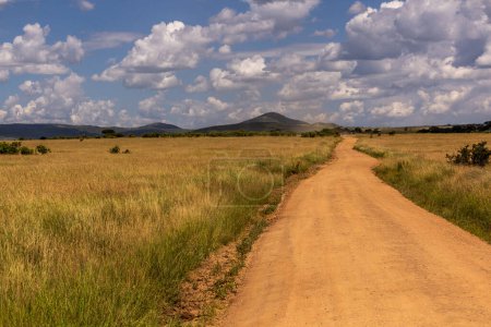 Téléchargez les photos : Pistes à Masai Mara National Reserve, Kenya - en image libre de droit