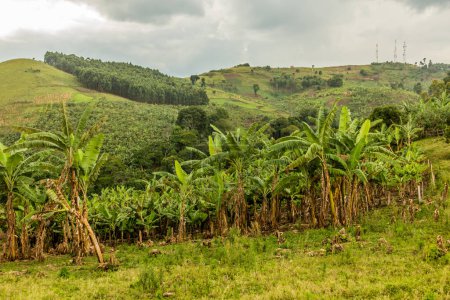 Téléchargez les photos : Plantations de bananes dans la région des lacs de cratère près de Fort Portal, Ouganda - en image libre de droit