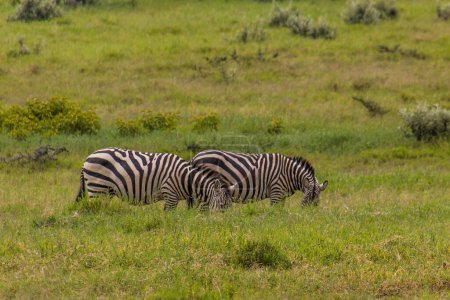 Photo for Zebras in the Hell's Gate National Park, Kenya - Royalty Free Image