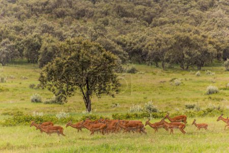 Photo for Impalas (Aepyceros melampus) in the Hell's Gate National Park, Kenya - Royalty Free Image