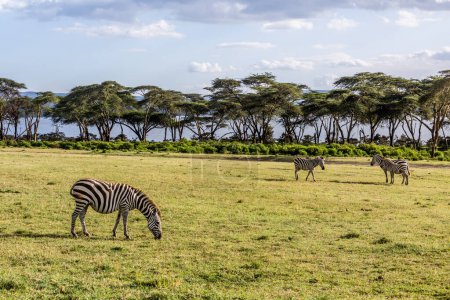Foto de Cebras de Burchell (Equus quagga burchellii) en Crescent Island Game Sanctuary en el lago Naivasha, Kenia - Imagen libre de derechos