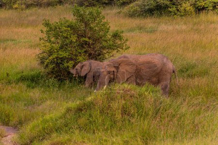 Photo for Elephants in Masai Mara National Reserve, Kenya - Royalty Free Image