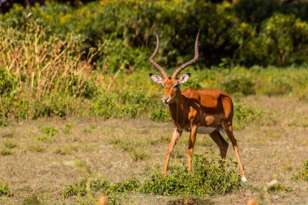 Téléchargez les photos : Impala (Aepyceros melampus) au Crescent Island Game Sanctuary sur le lac Naivasha, Kenya - en image libre de droit