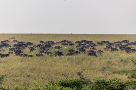 Foto de Búfalos africanos (Syncerus caffer) en el parque nacional Murchison Falls, Uganda - Imagen libre de derechos