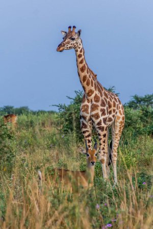 Téléchargez les photos : Girafe dans le parc national de Murchison tombe, Ouganda - en image libre de droit