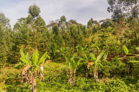 Foto de Plantación de plátanos cerca de la aldea de Budadiri, Uganda - Imagen libre de derechos