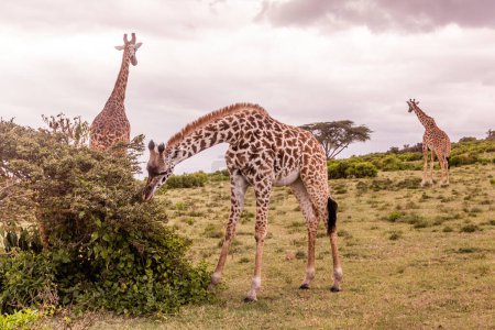 Photo for Masai giraffes (Giraffa tippelskirchi) at Crescent Island Game Sanctuary on Naivasha lake, Kenya - Royalty Free Image