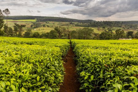 Foto de Plantaciones de té cerca de Kericho, Kenia - Imagen libre de derechos