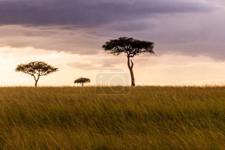 Lone trees in Masai Mara National Reserve, Kenya